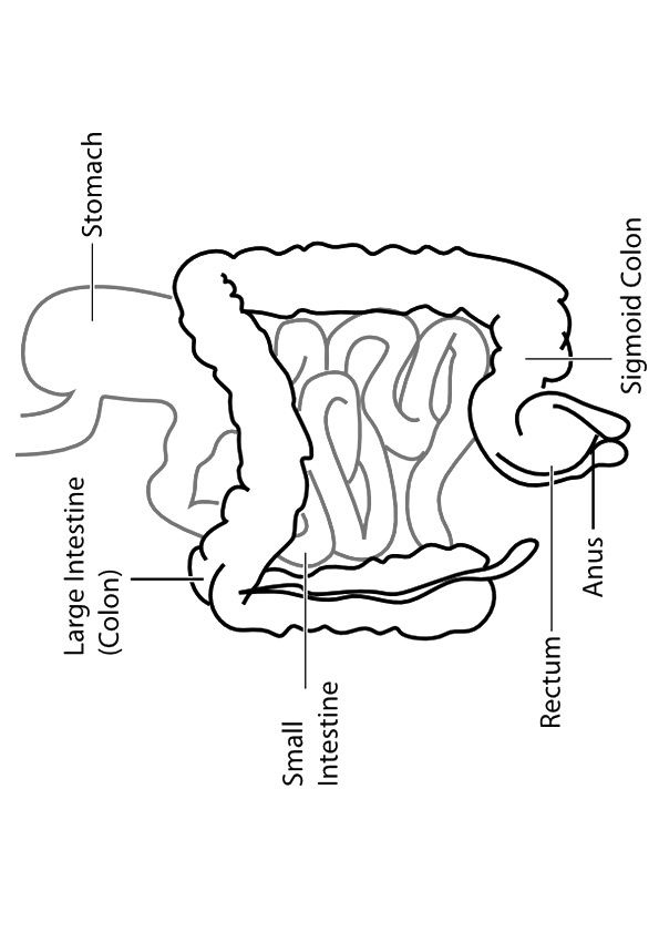 Plansa de colorat cu Biologie 41 36